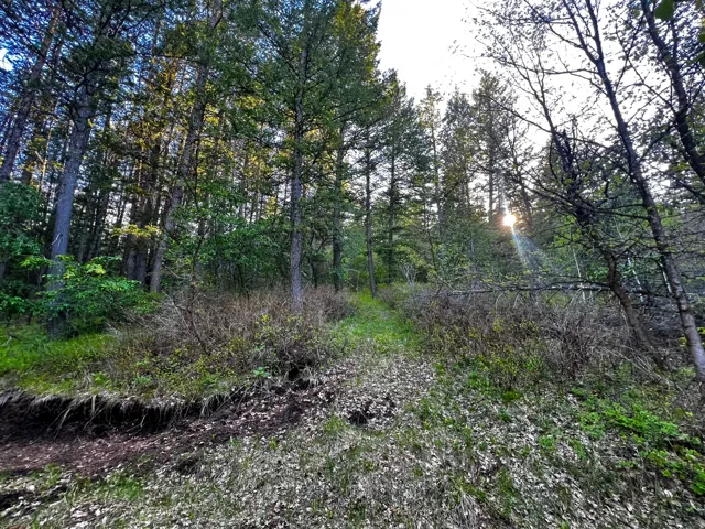 Wooded landscape featuring mature evergreen trees and dense undergrowth