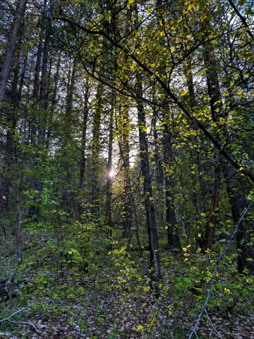 Dense woodland with mature trees and verdant undergrowth