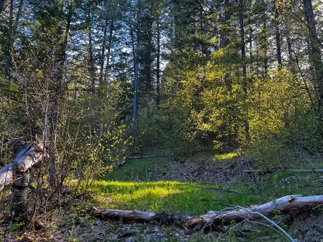 Wooded parcel featuring a sunlit clearing, mature trees, and natural foliage