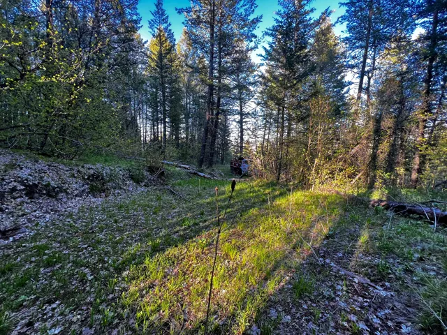 Wooded terrain featuring mature evergreen trees and dappled sunlight