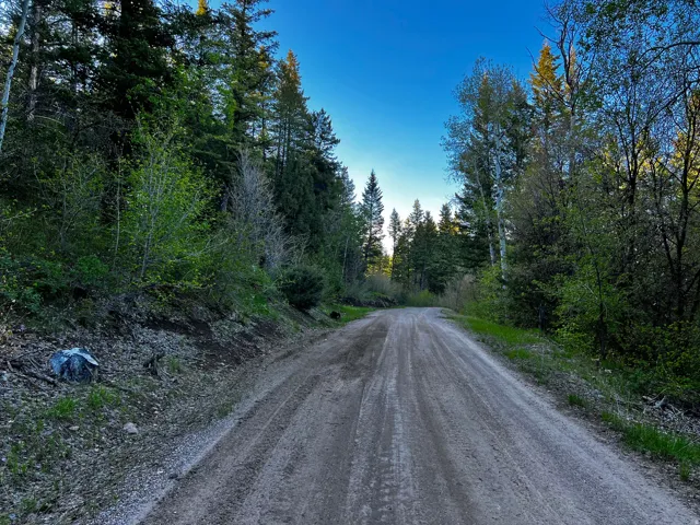 Unpaved road surrounded by mature evergreen and deciduous trees, with a clear sky overhead