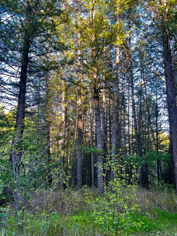 Expansive wooded property featuring mature evergreen trees and natural ground cover