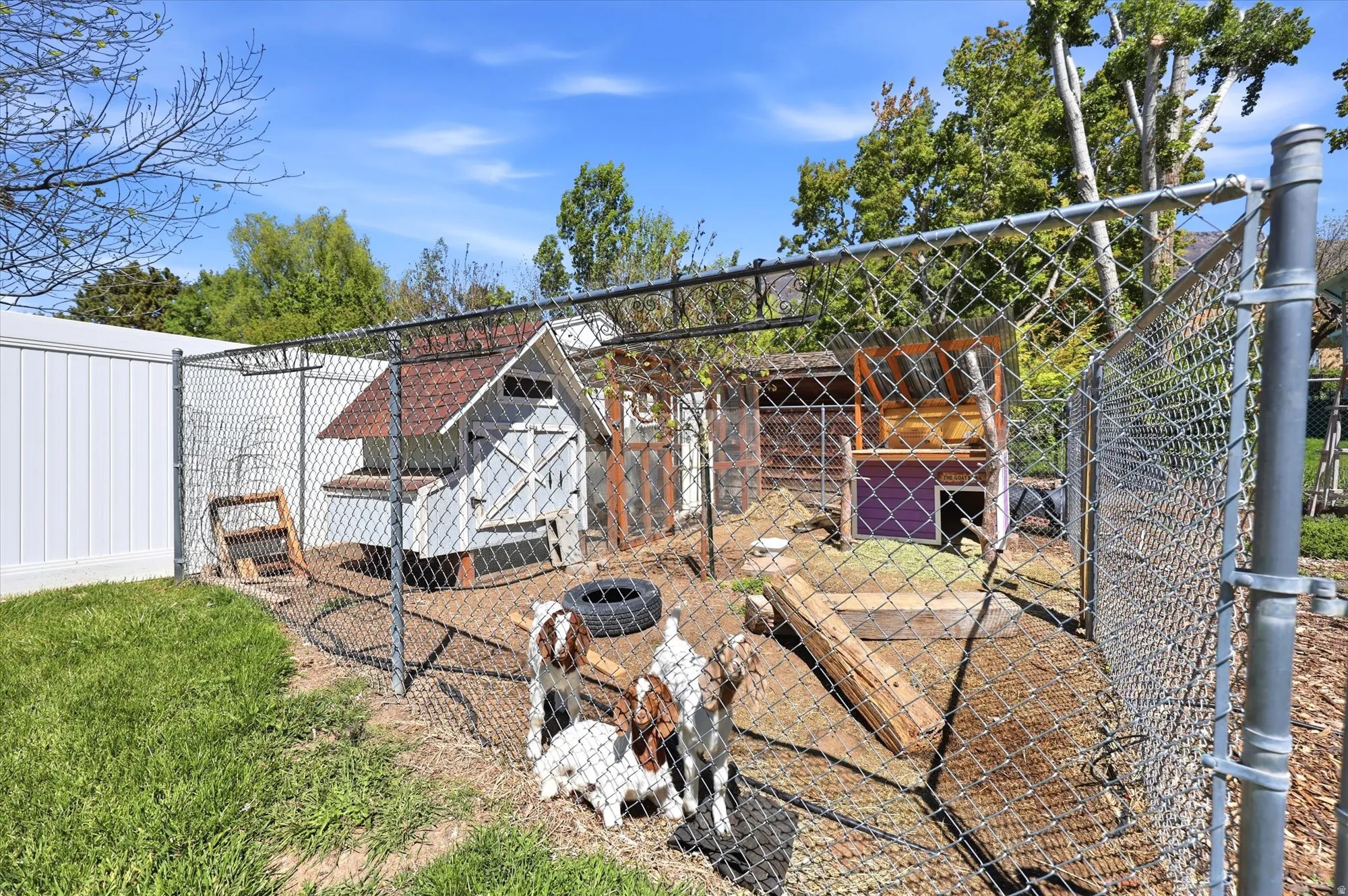 Chain-link fenced enclosure featuring multiple animal structures, a white privacy fence, and mature trees