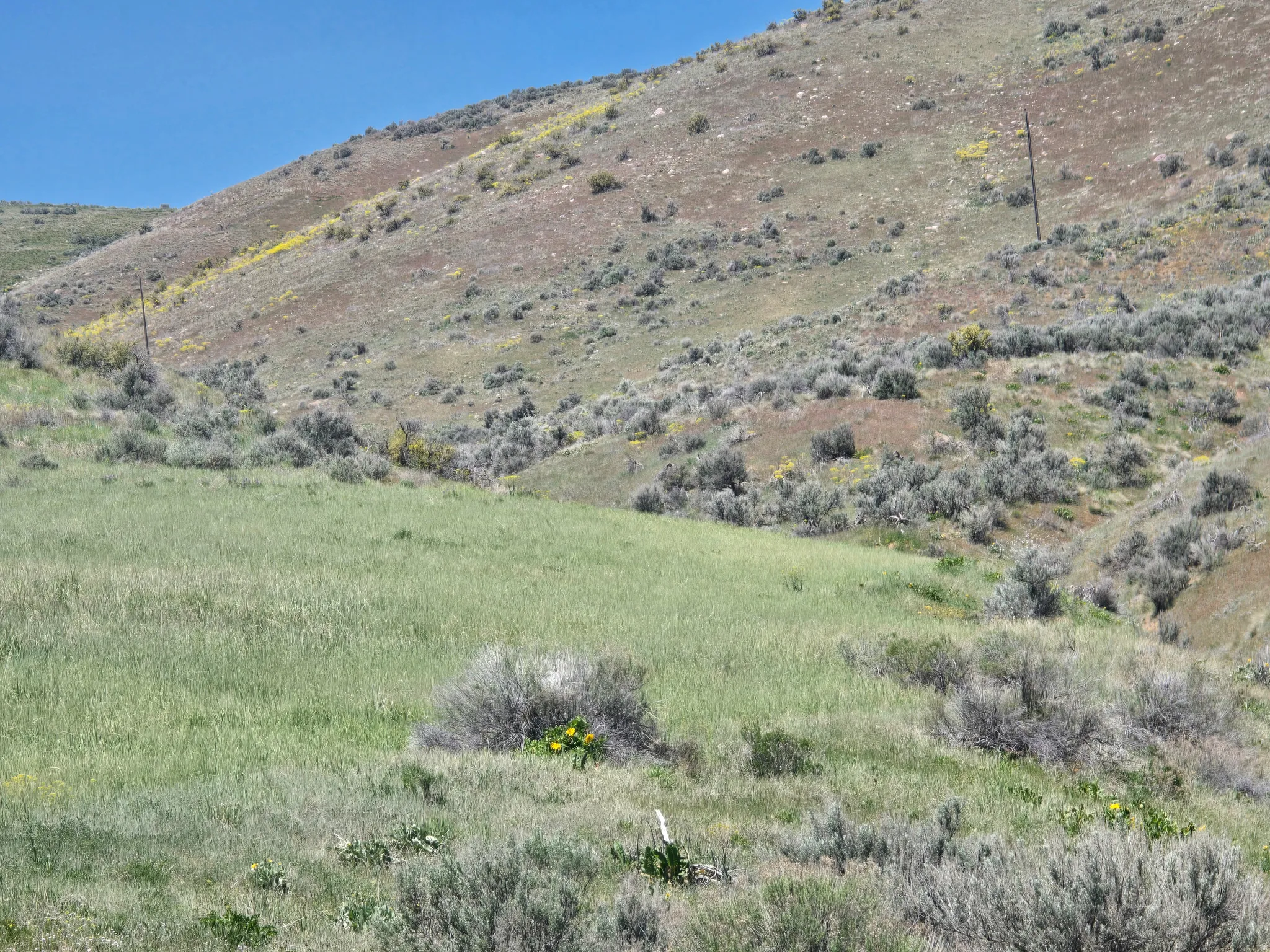 Expansive hillside lot featuring diverse natural vegetation and a clear blue sky