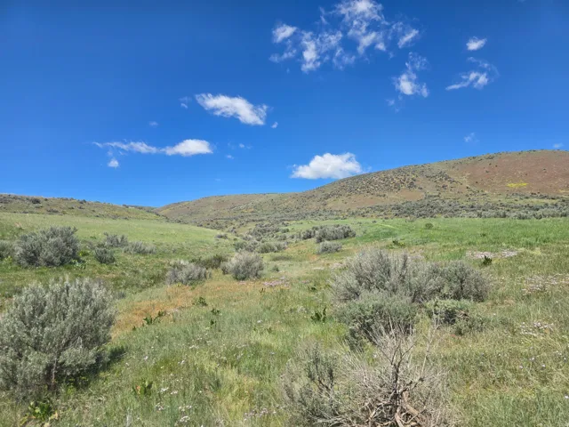 Expansive open land featuring rolling hills, varied green foliage, and natural brush