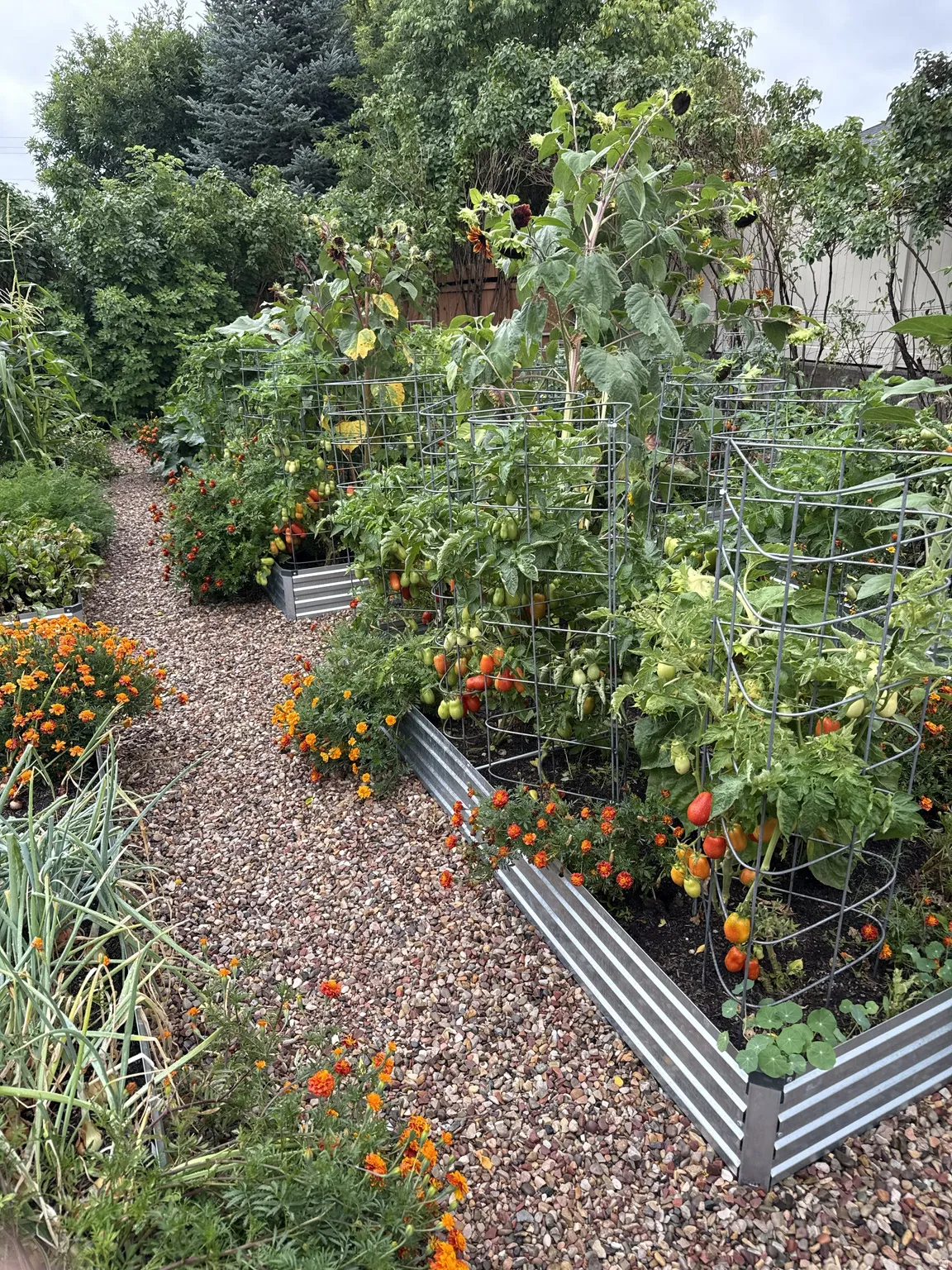 Expansive garden area featuring raised corrugated metal garden beds, a gravel pathway, mature tomato plants with fruit, sunflower plants, and marigold plantings