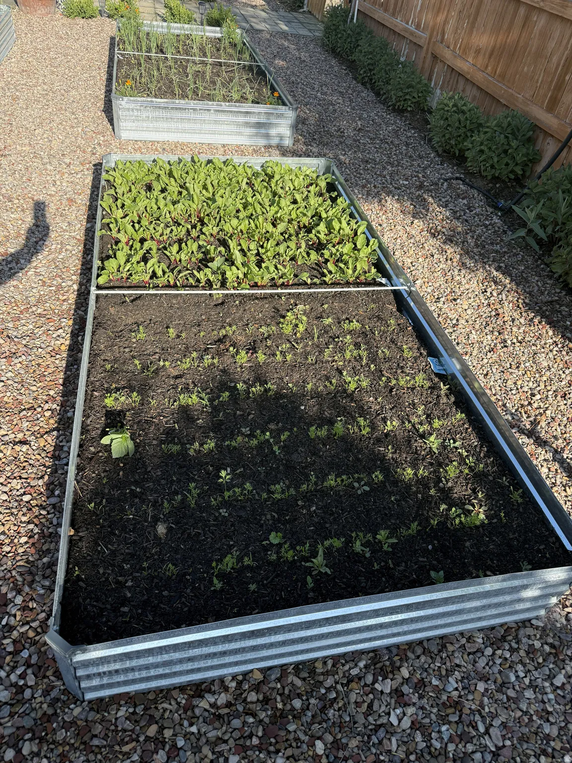 Multiple galvanized steel raised garden beds on a gravel pathway, featuring established plantings and rich soil