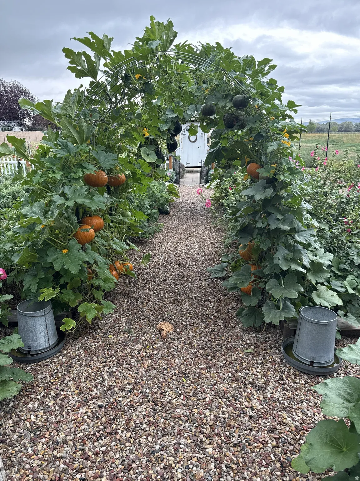 Gravel pathway bordered by flourishing garden beds featuring an arched trellis with mature gourds and pumpkins, leading to a white garden shed