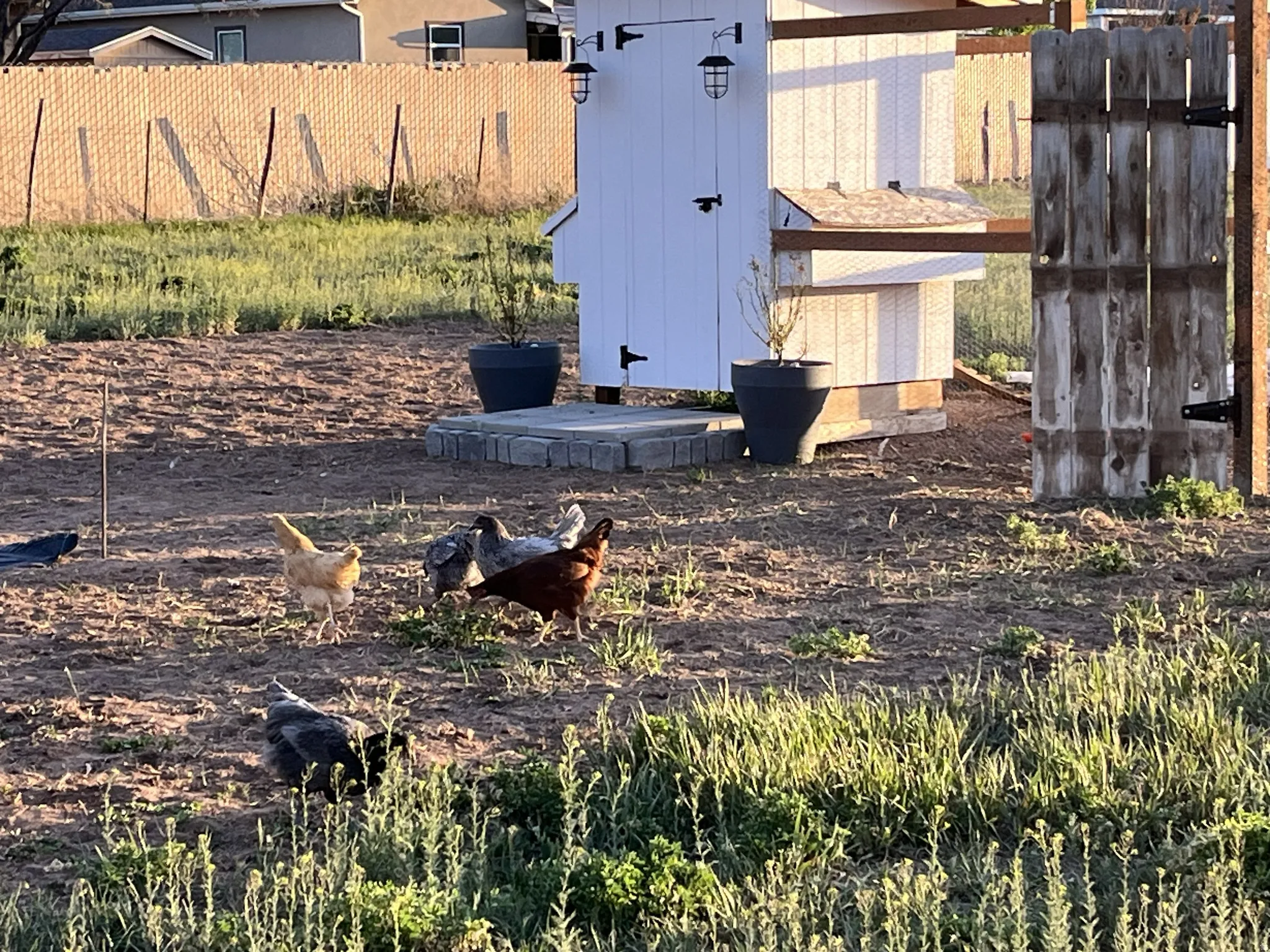 White chicken coop with exterior lighting fixtures