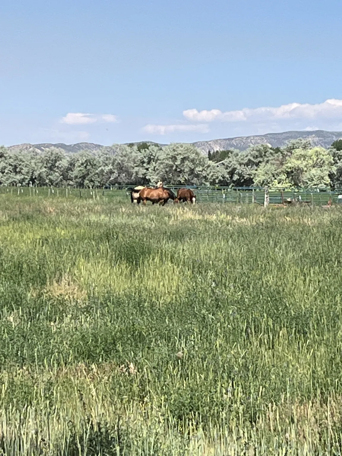 Expansive grassy pasture with green fencing, distant trees, and a mountainous horizon
