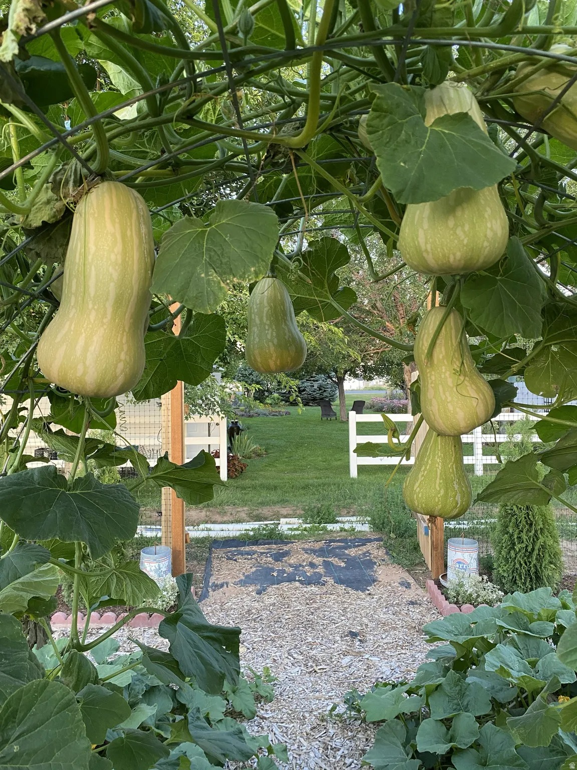 Garden archway featuring butternut squash vines and a wood chip pathway