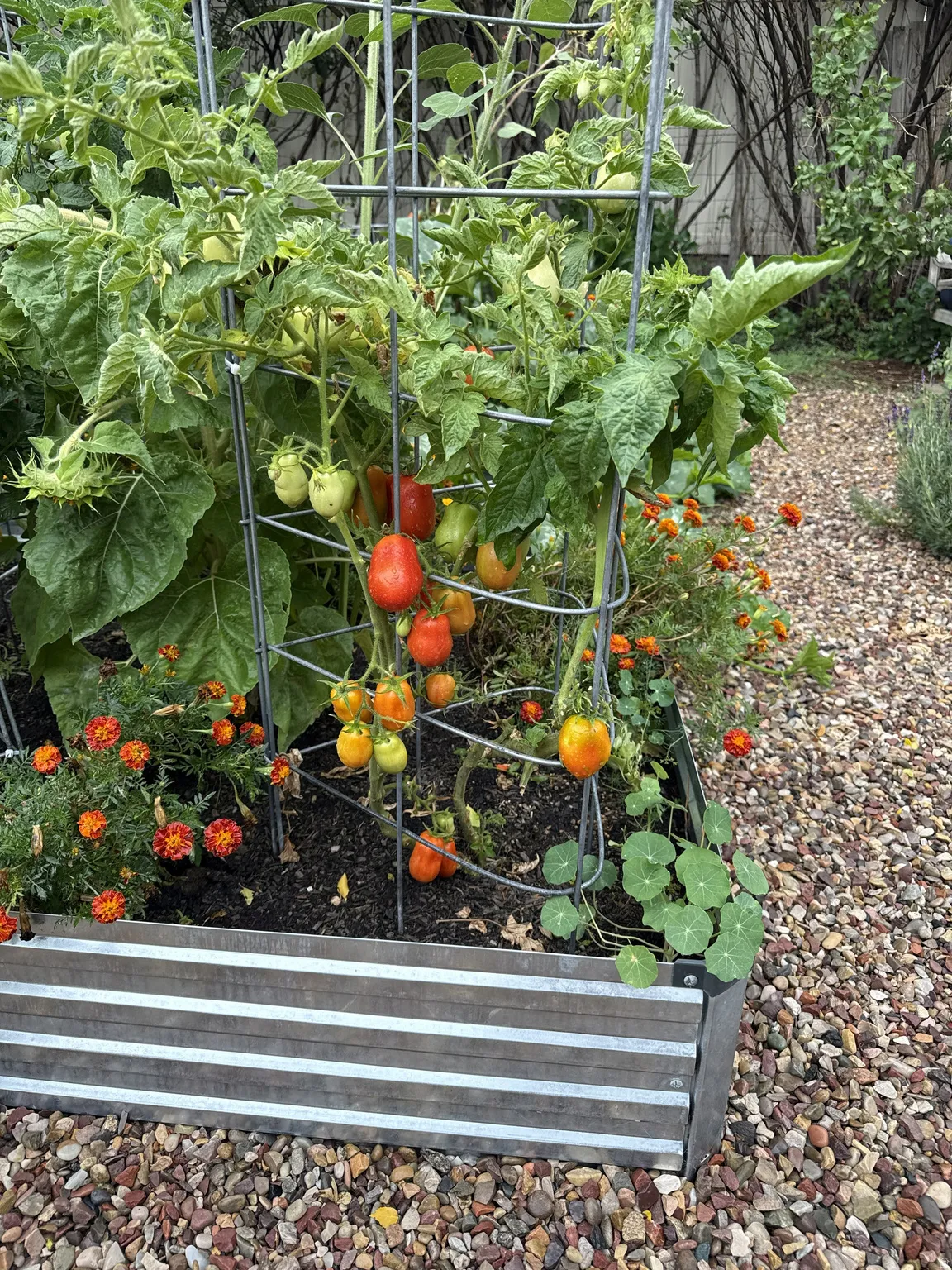 Raised garden bed featuring galvanized steel construction, mature tomato plants with fruit, vibrant marigolds, and a gravel pathway