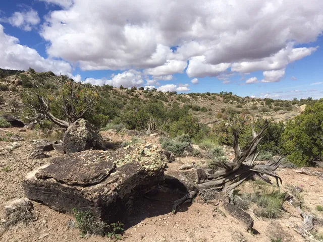View of local wilderness