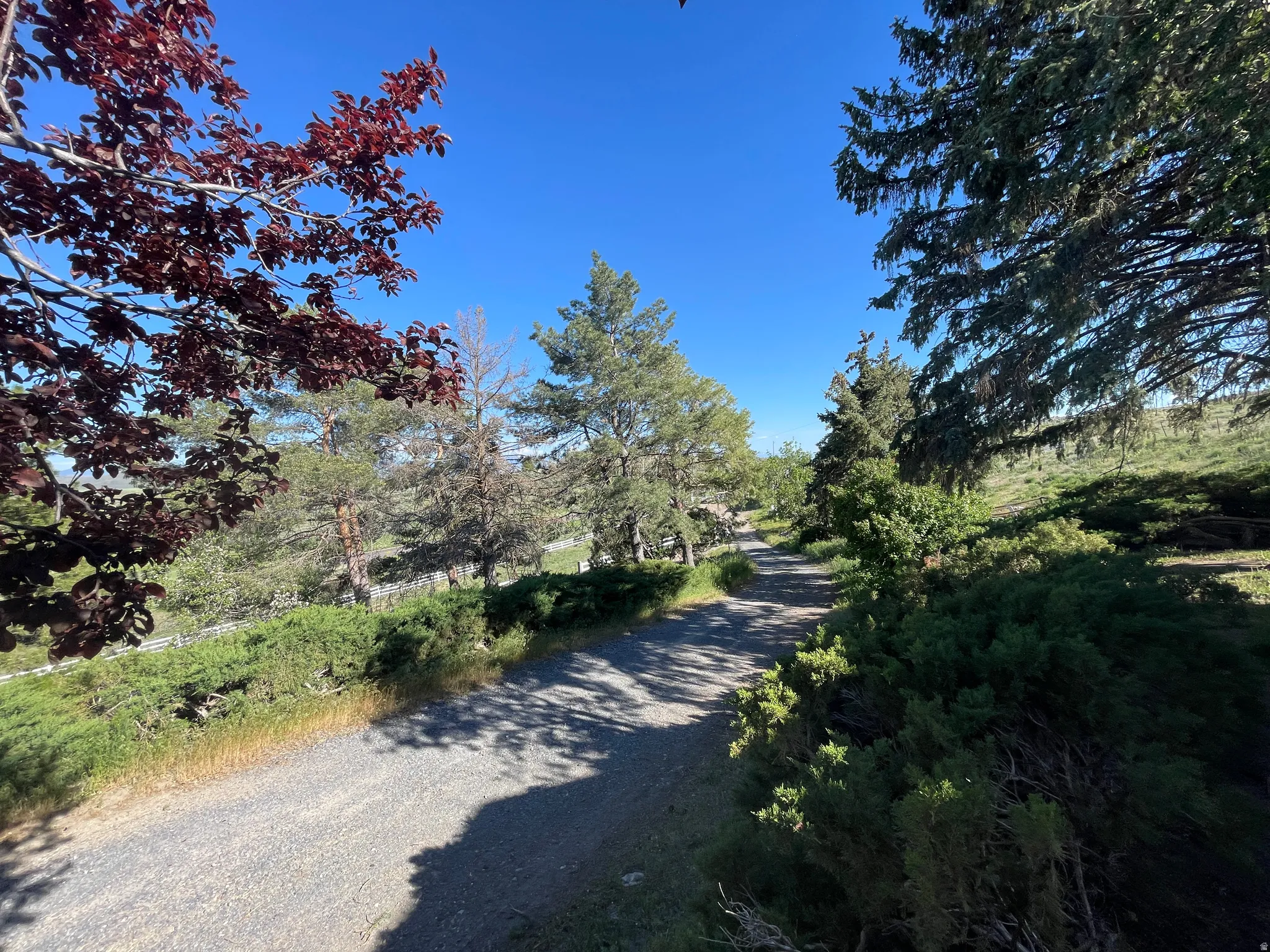 Gravel pathway surrounded by mature trees, varied shrubbery, and natural landscaping