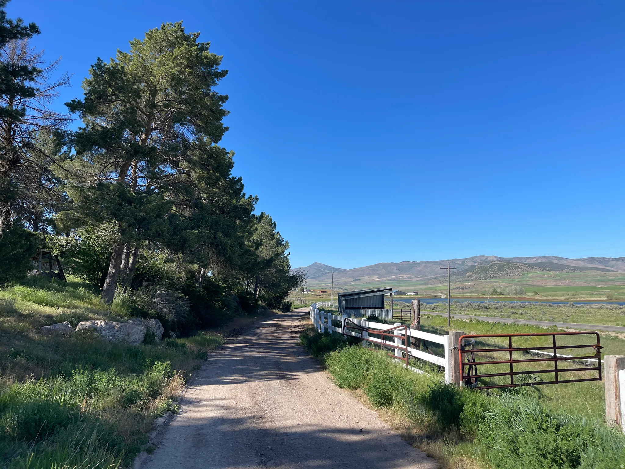 Unpaved driveway bordered by mature evergreen trees