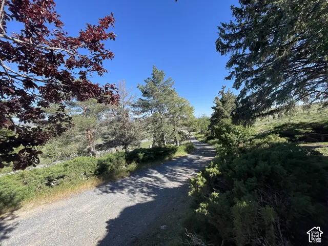 Gravel pathway surrounded by mature trees, varied shrubbery, and natural landscaping