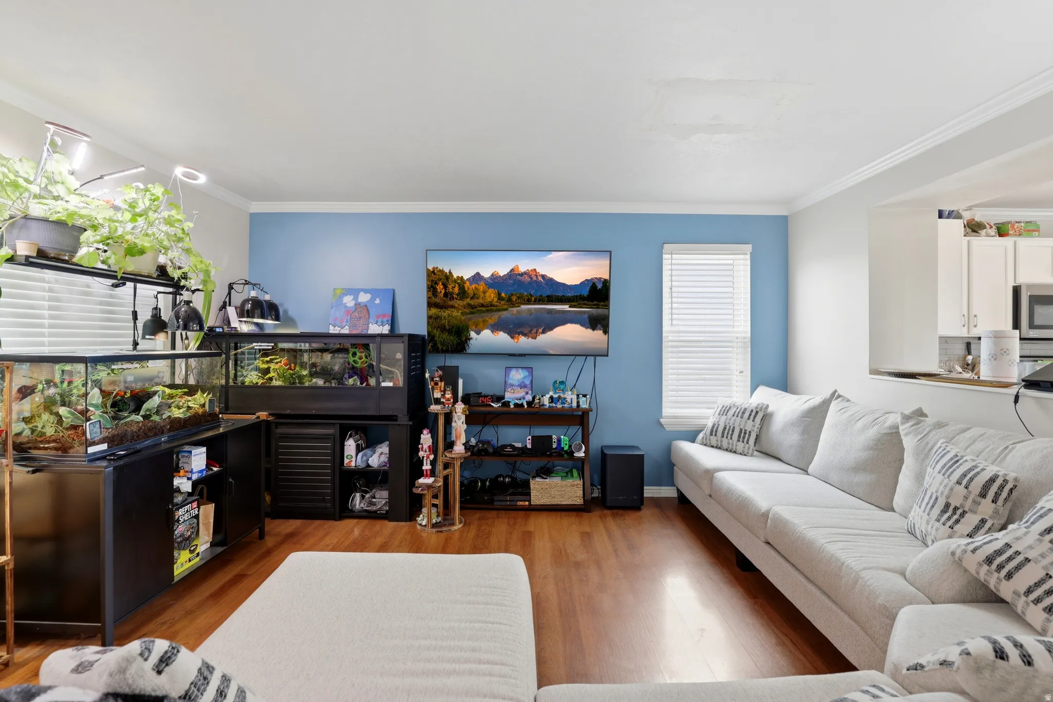 Living space featuring wood-finish flooring, a light blue accent wall, and crown molding