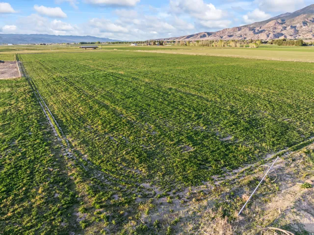 Expansive agricultural field with verdant growth