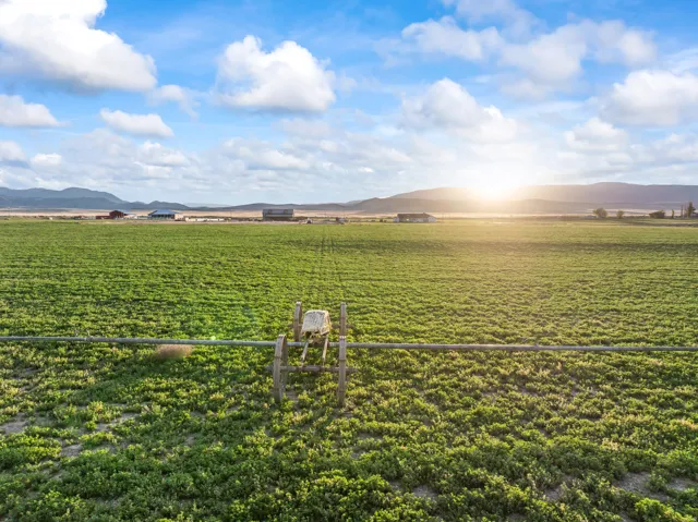 Expansive agricultural field with verdant crops, featuring a visible irrigation system