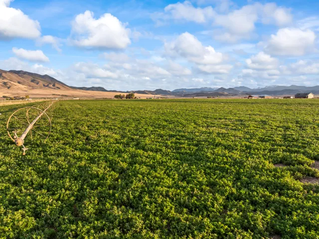 Expansive cultivated field of green foliage