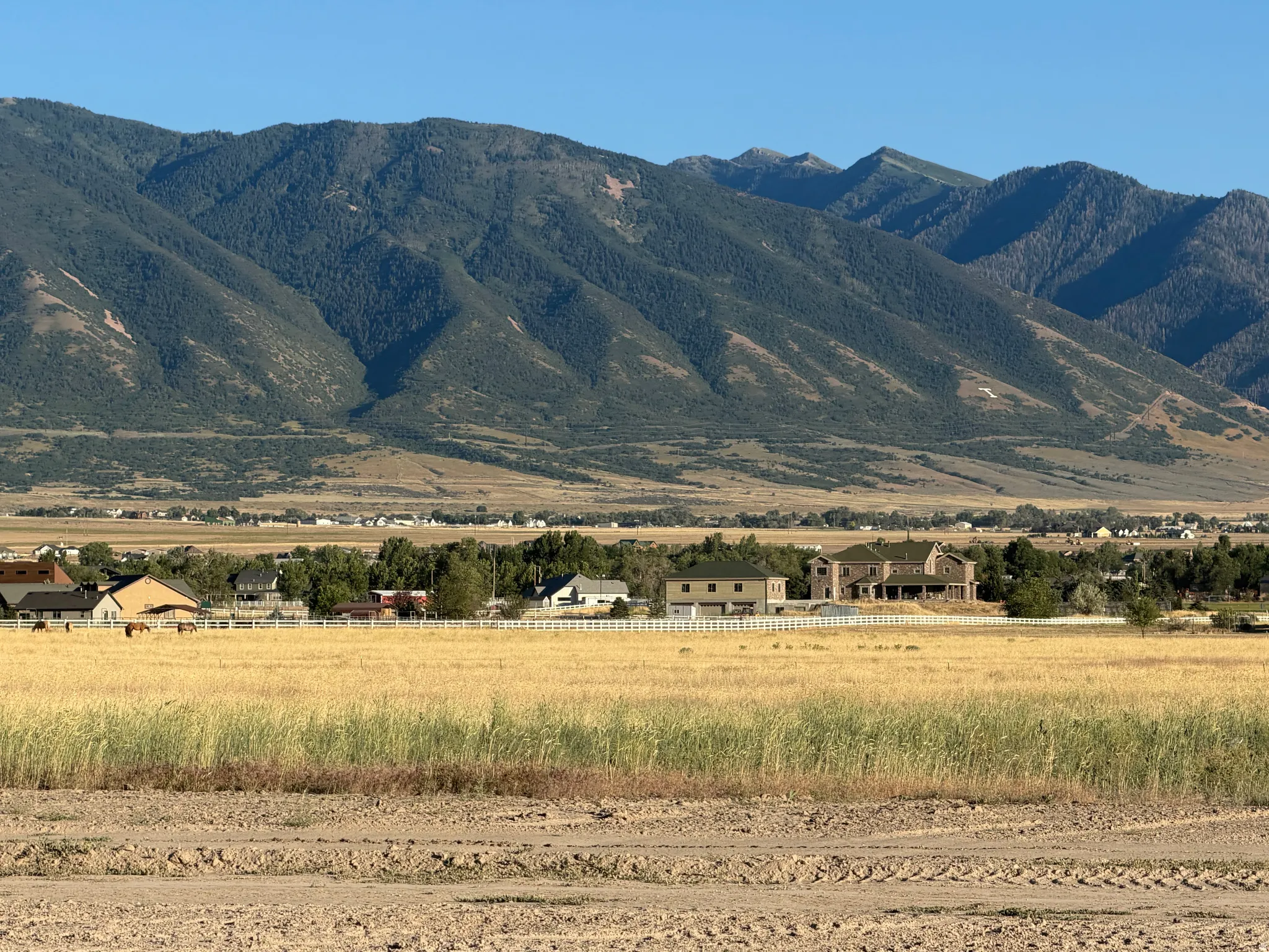 Expansive golden field with distant mountain backdrop