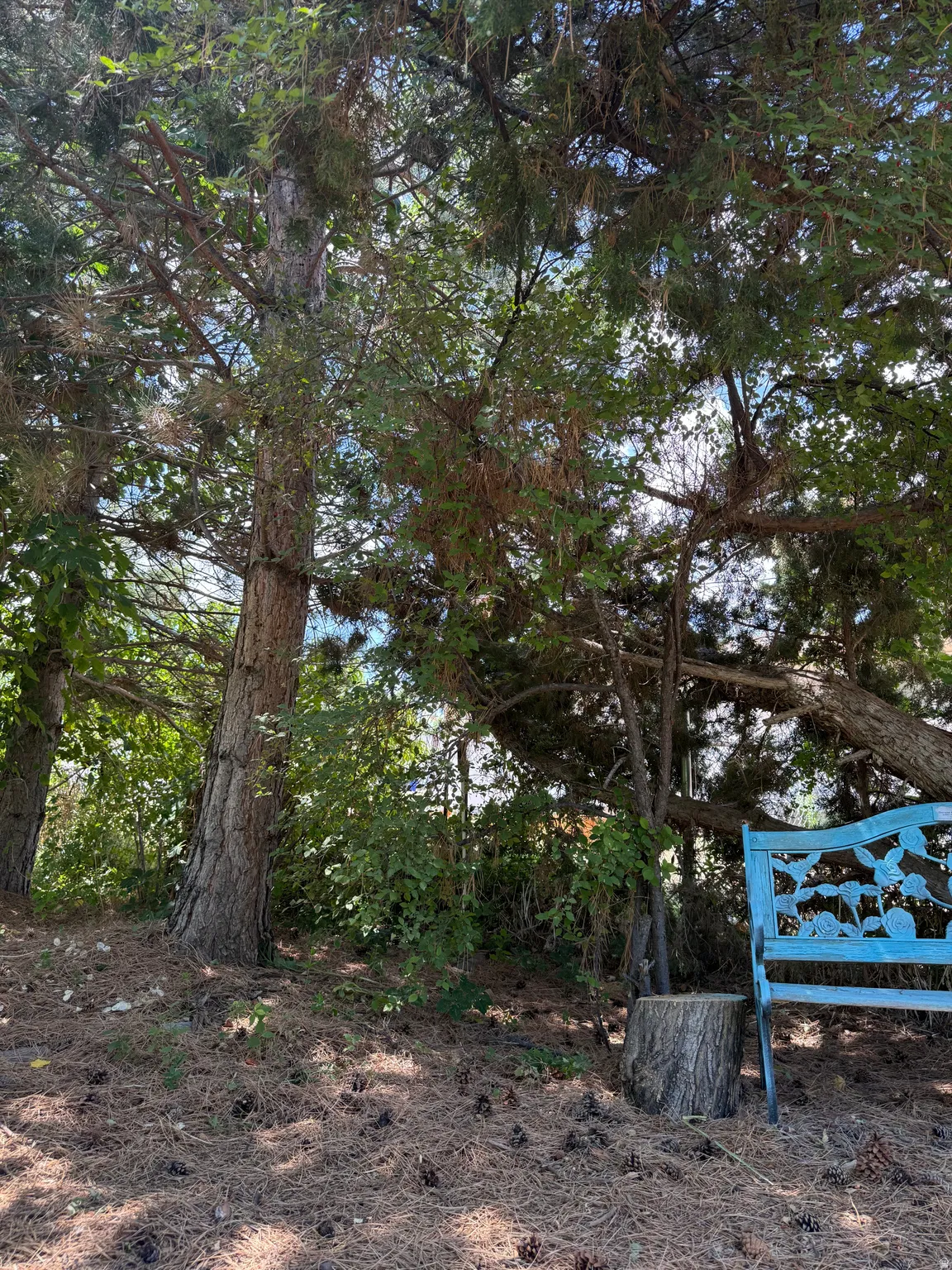 Mature trees providing ample shade with cozy seating areas.