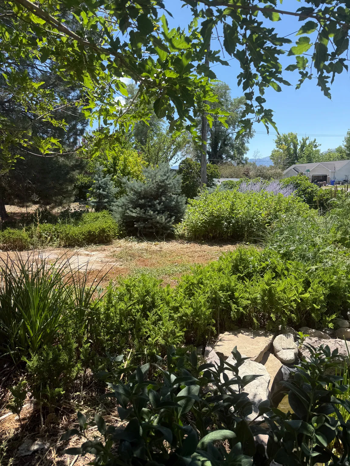 Lush landscaping featuring varied foliage and mature trees