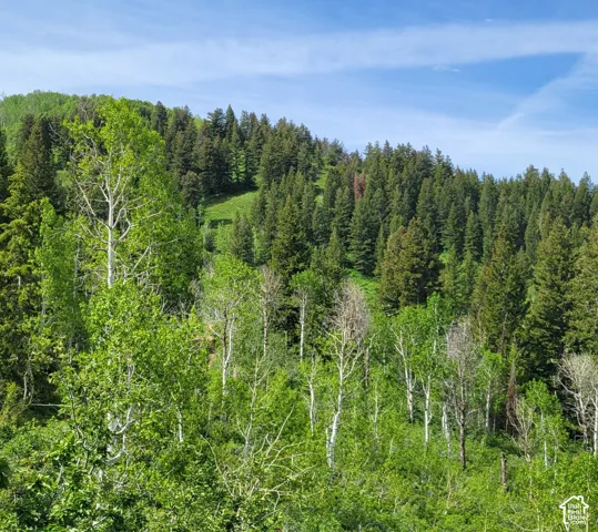 View of woods