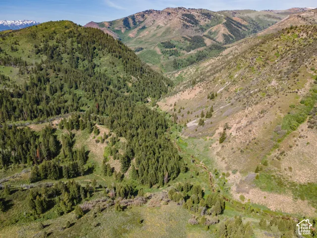 Expansive mountain terrain featuring abundant evergreen trees and diverse natural flora