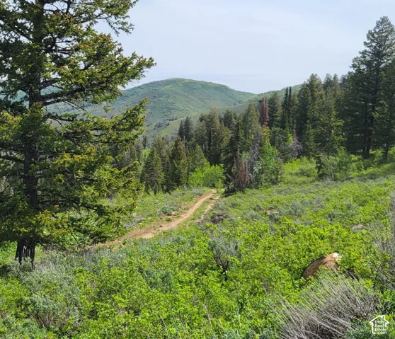 View of mountain background featuring a forest