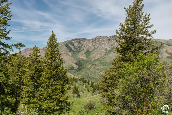 Mountainous terrain with lush green vegetation and mature evergreen trees