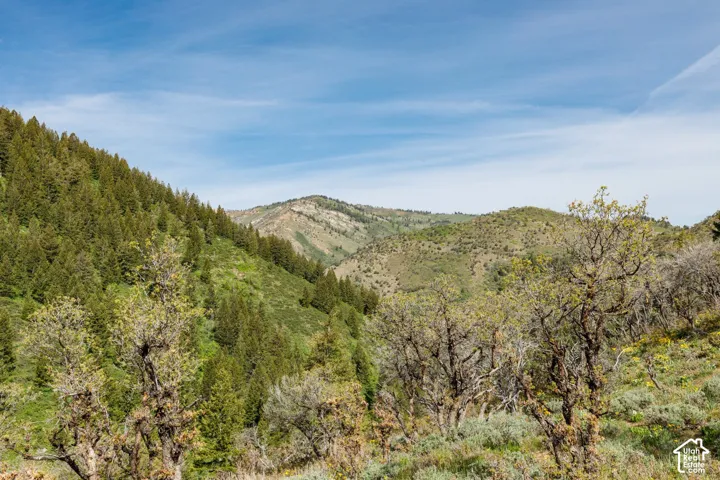 View of mountain background with a forest
