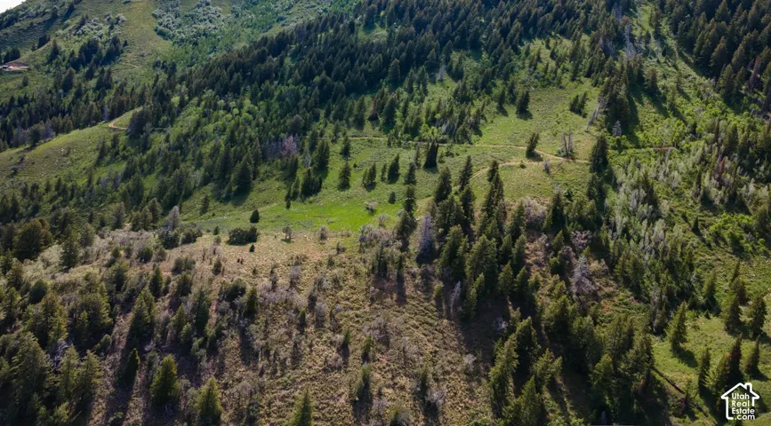 Bird's eye view of a forest