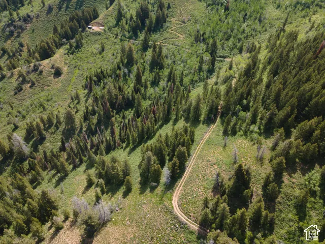 Expansive natural landscape featuring rolling hills and abundant mature evergreen trees