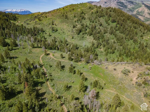Drone / aerial view of a mountainous background and a forest