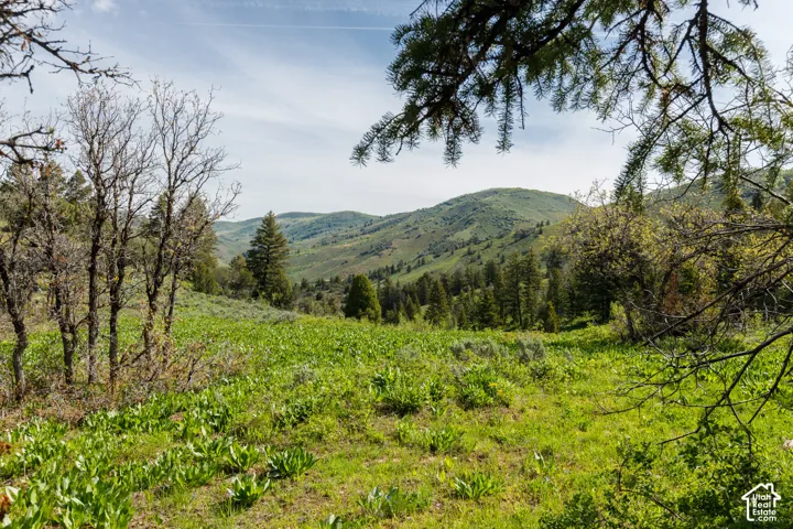 Expansive natural landscape featuring rolling hills, abundant green foliage, diverse tree species, and distant mountainous terrain