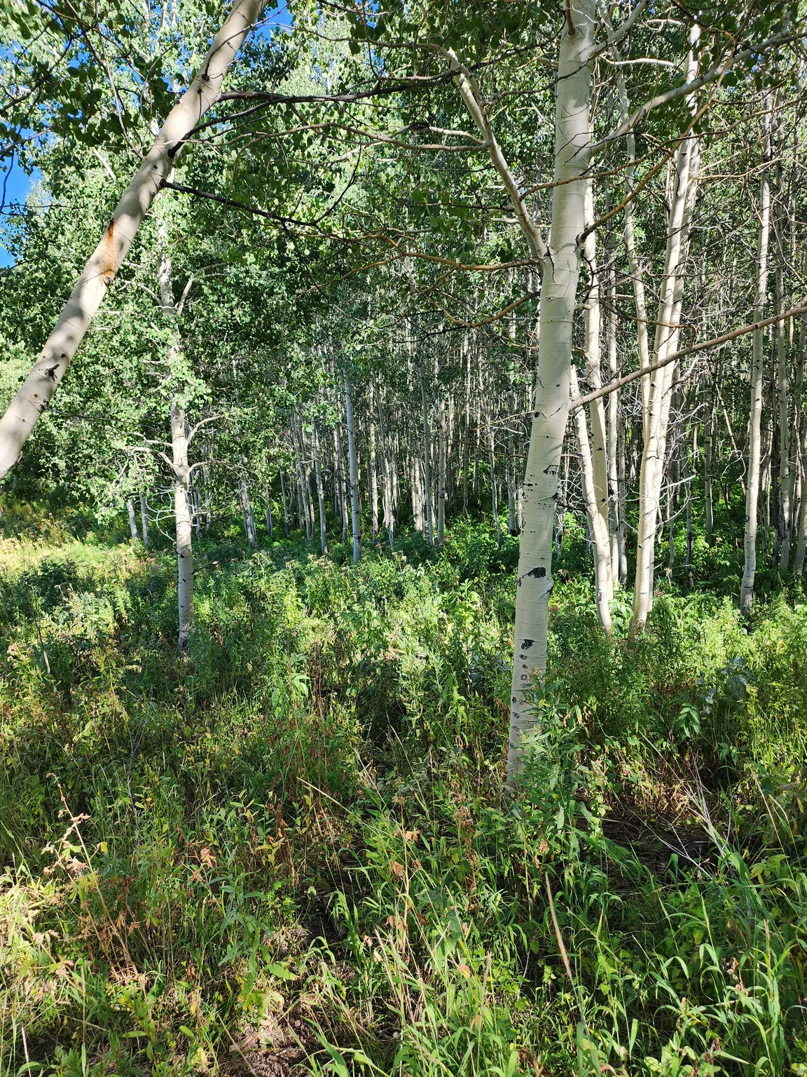 Forested landscape featuring numerous mature trees and undergrowth