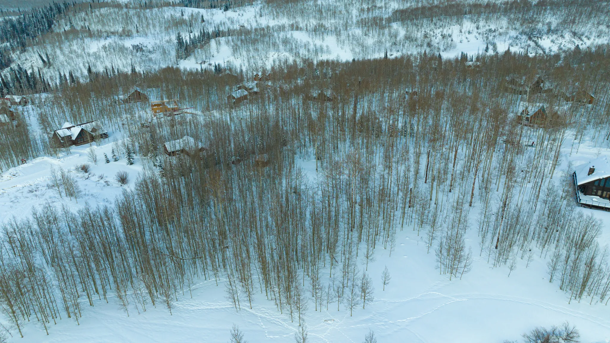 Snow-covered landscape featuring dense deciduous trees and scattered evergreen clusters