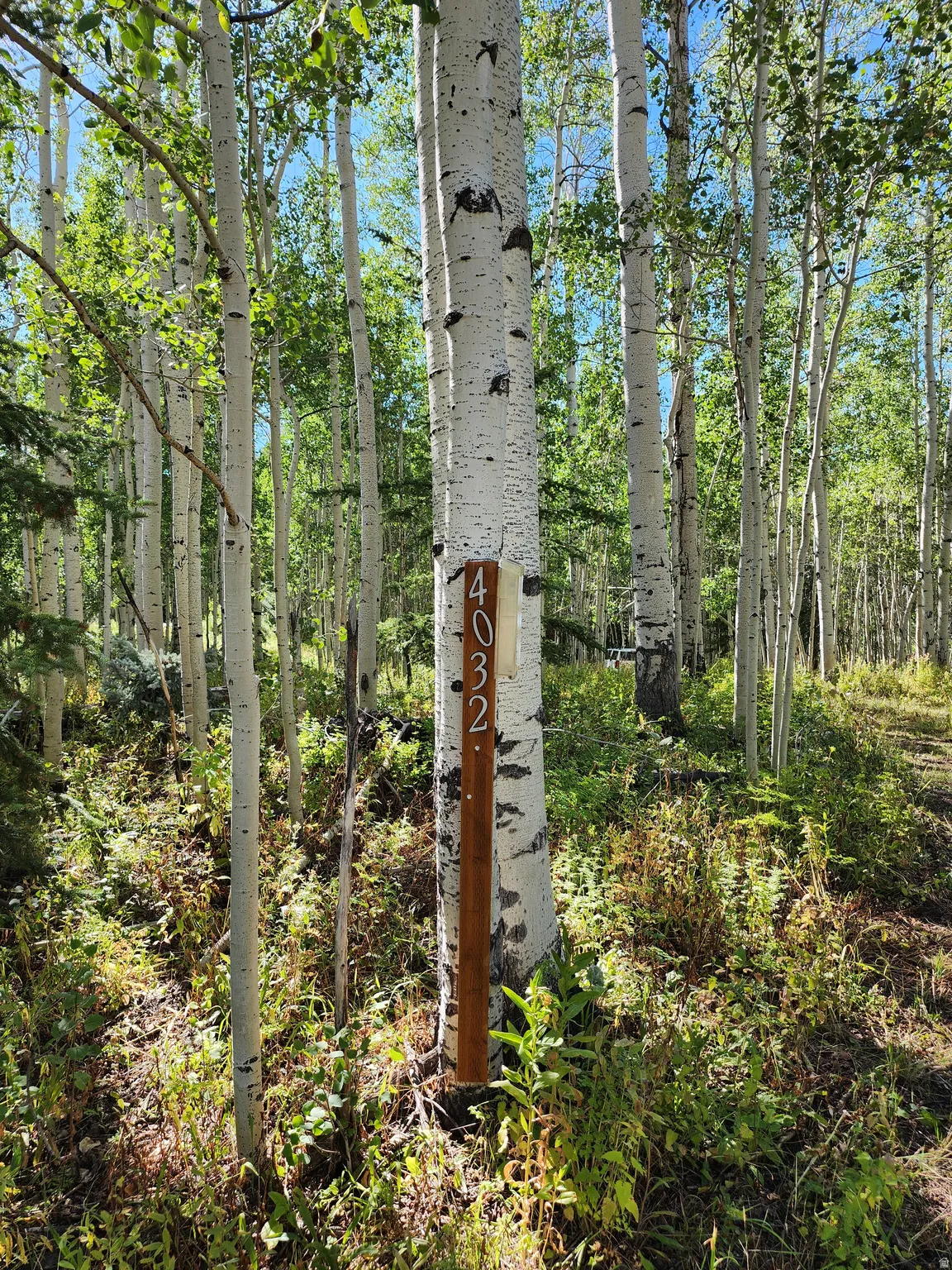 Wooded parcel featuring numerous mature aspen trees and natural foliage
