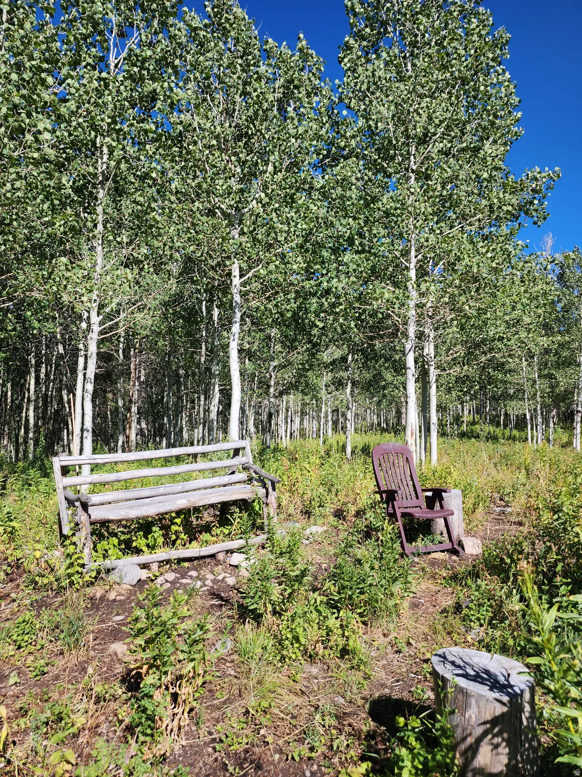Aspen grove featuring mature trees and natural ground cover