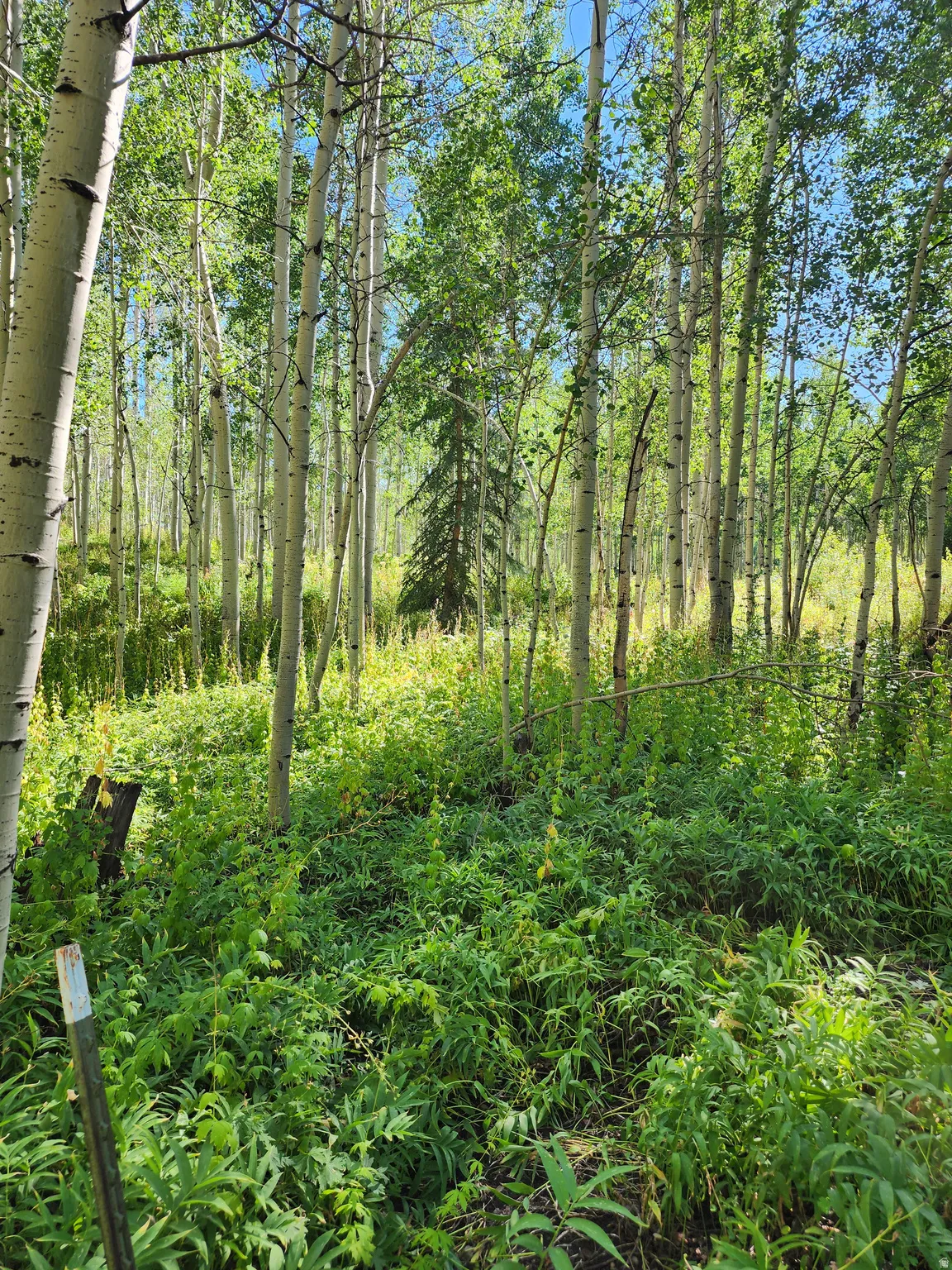 Dense natural landscape featuring numerous mature aspen trees with distinctive white bark