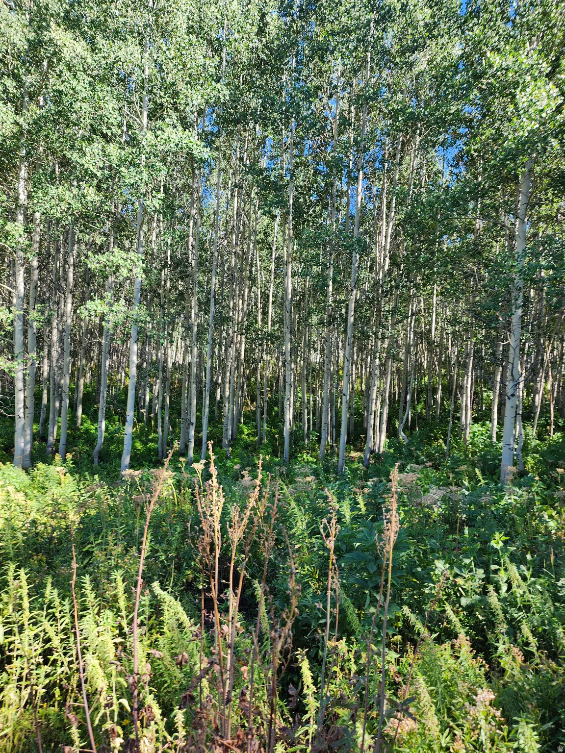 Dense grove of mature trees with lush undergrowth