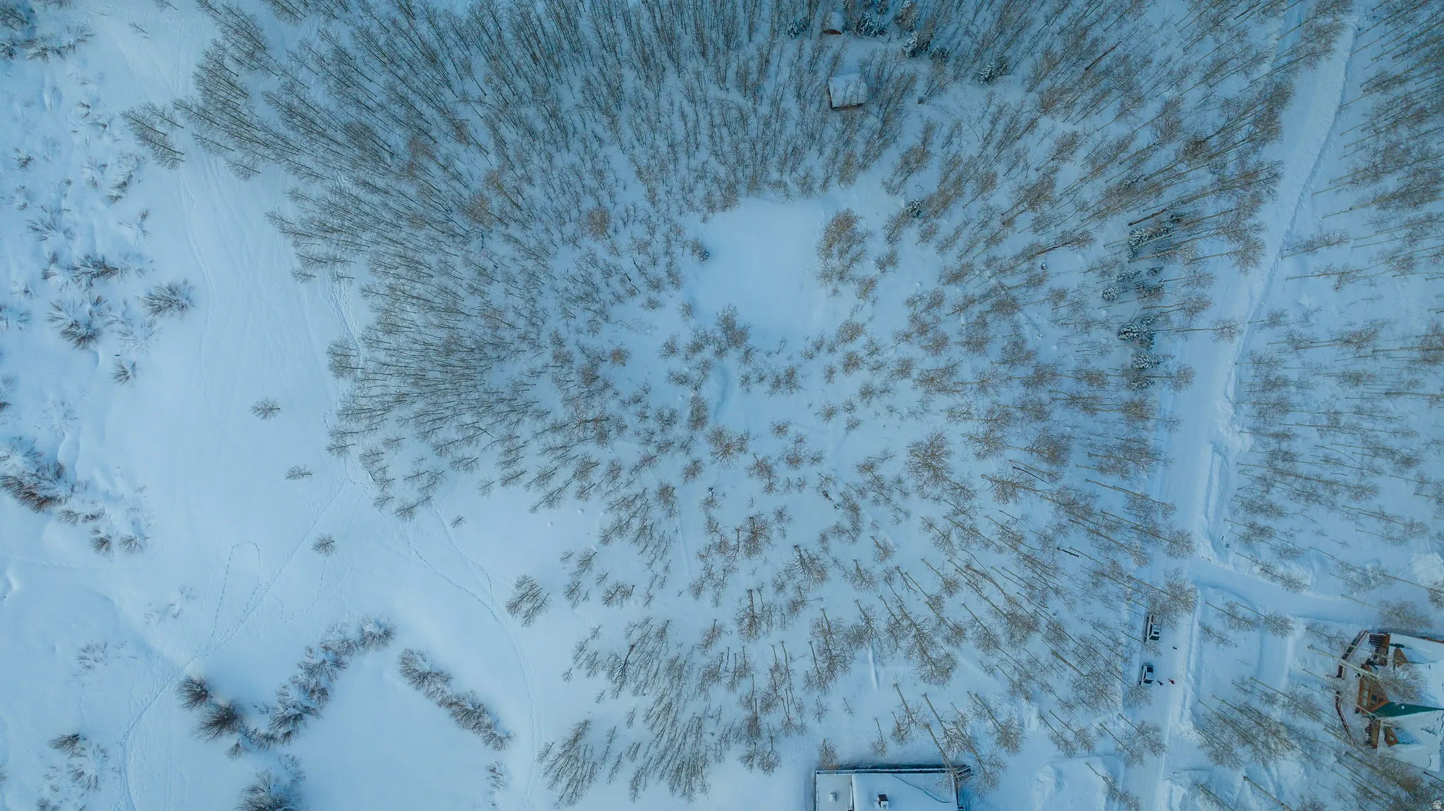 Expansive snow-covered property featuring mature trees and established structures