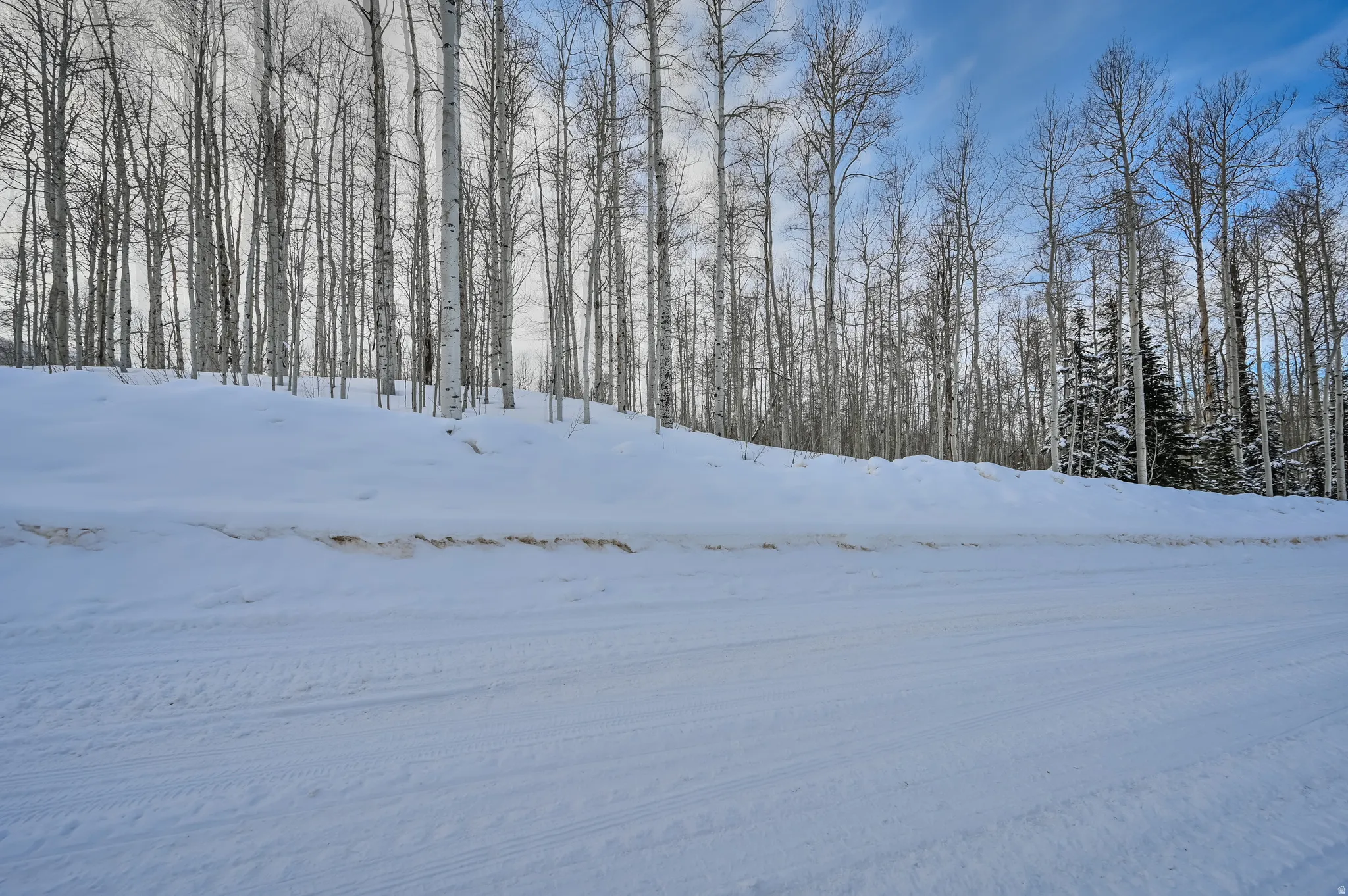 Snow-covered terrain featuring a dense treeline of slender, light-barked trees, with darker evergreens visible in the background