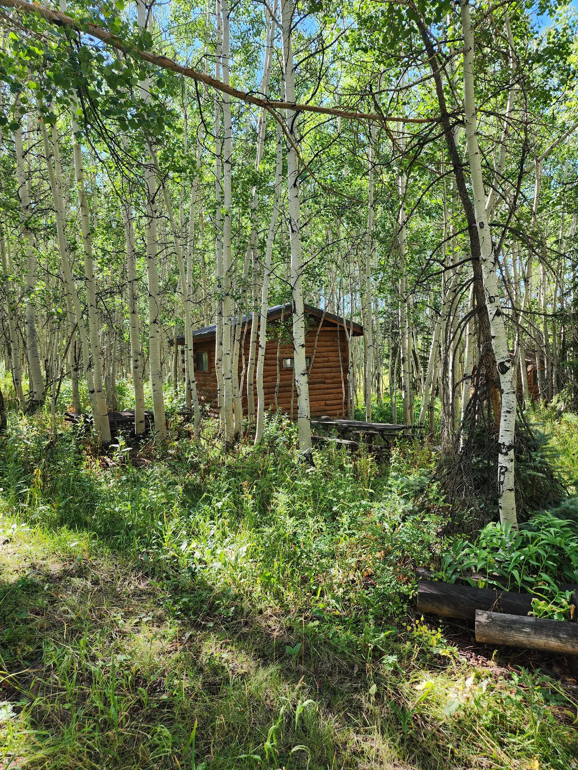 Log cabin structure nestled within a dense grove of deciduous trees