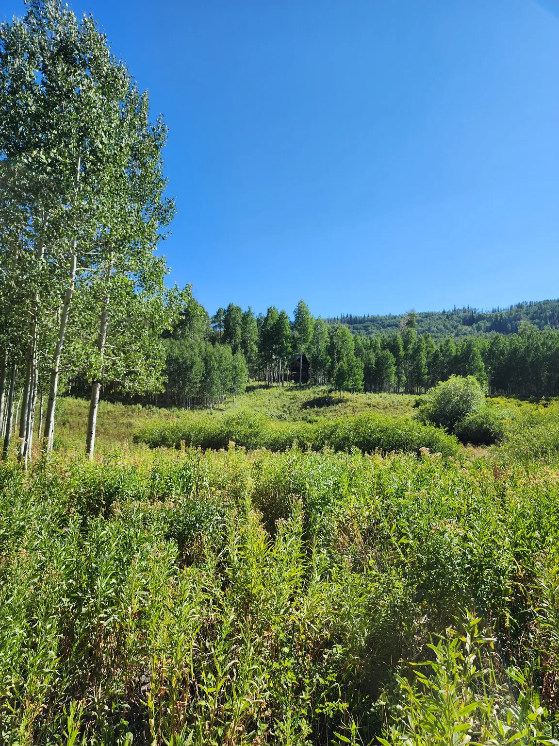 Expansive natural landscape featuring a clear blue sky, lush green foliage, a distant tree line, and dense ground cover