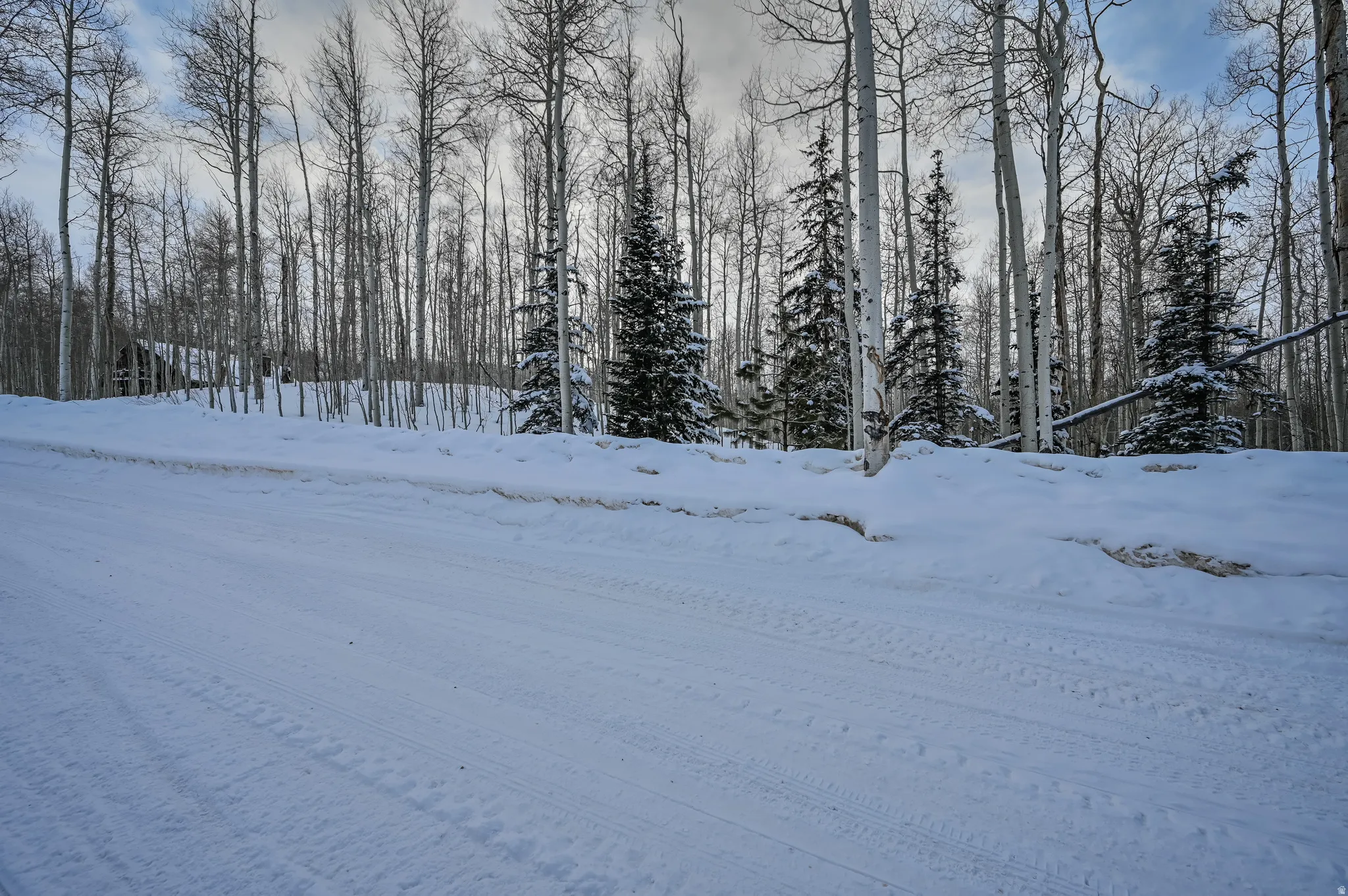 Snow-covered road bordered by a dense forest of mature deciduous and evergreen trees