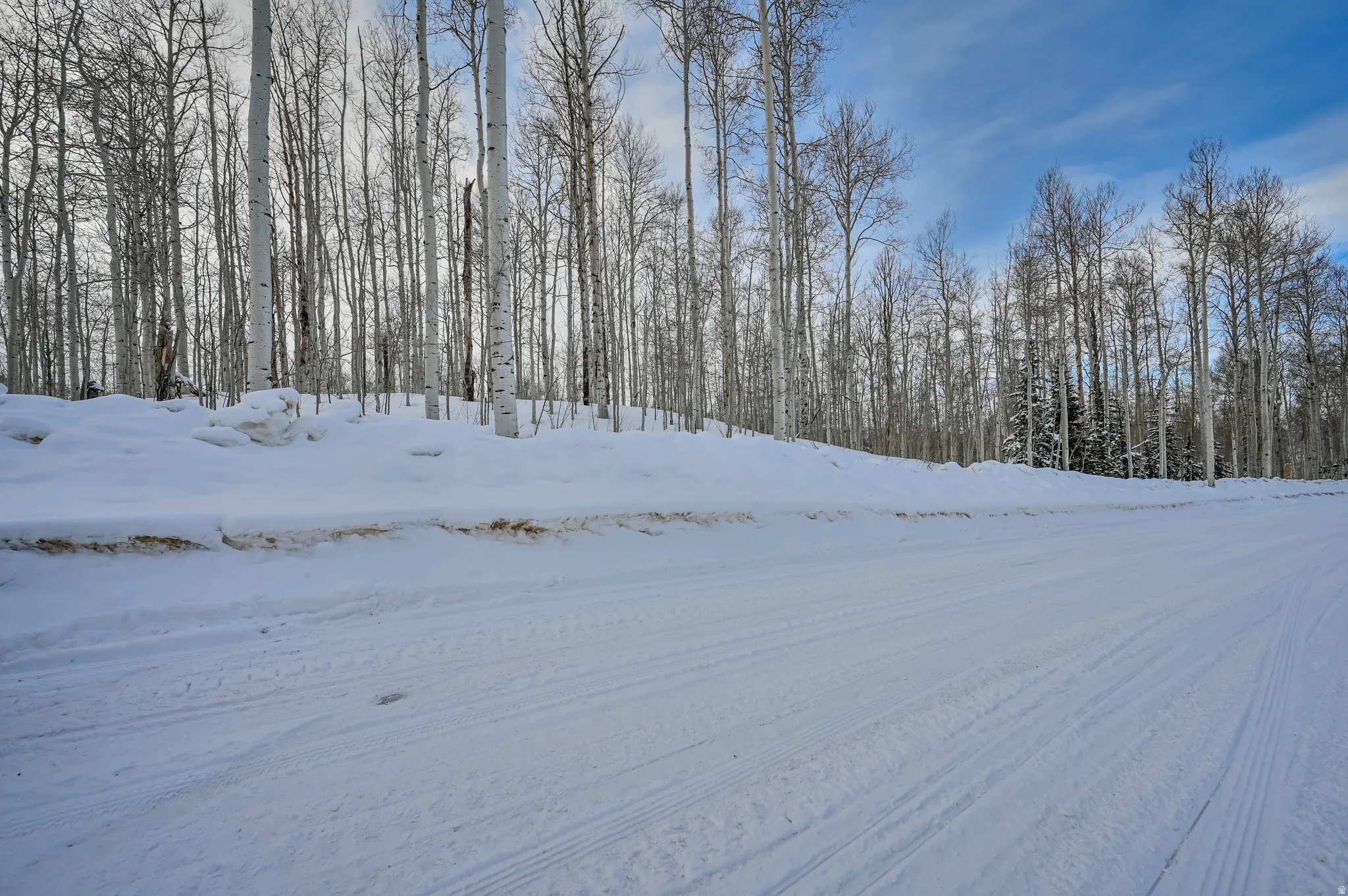 Snow-covered terrain featuring a natural expanse of slender deciduous trees and a clear blue sky
