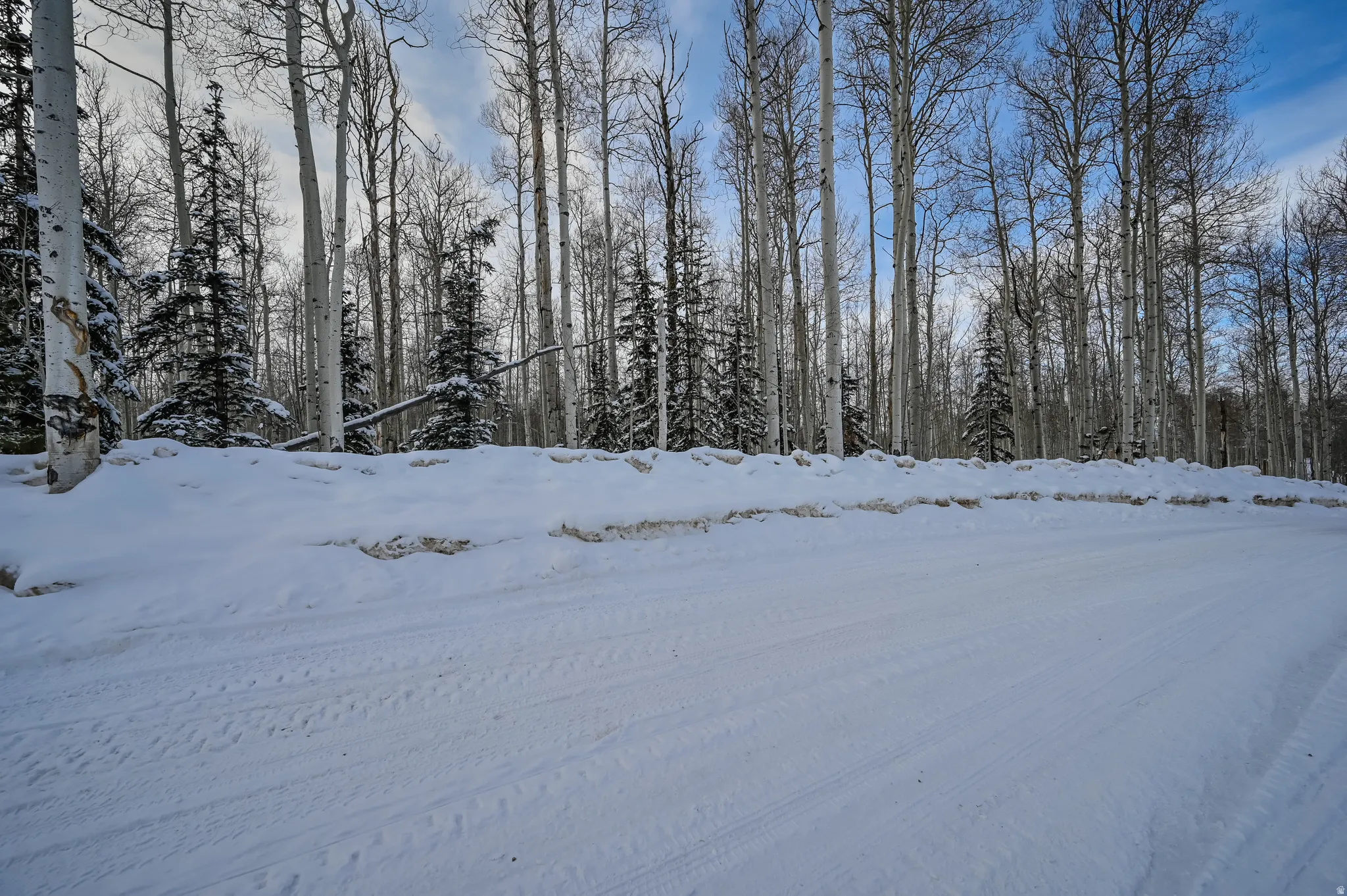 Snow-covered terrain with a dense forest backdrop featuring numerous aspen and evergreen trees