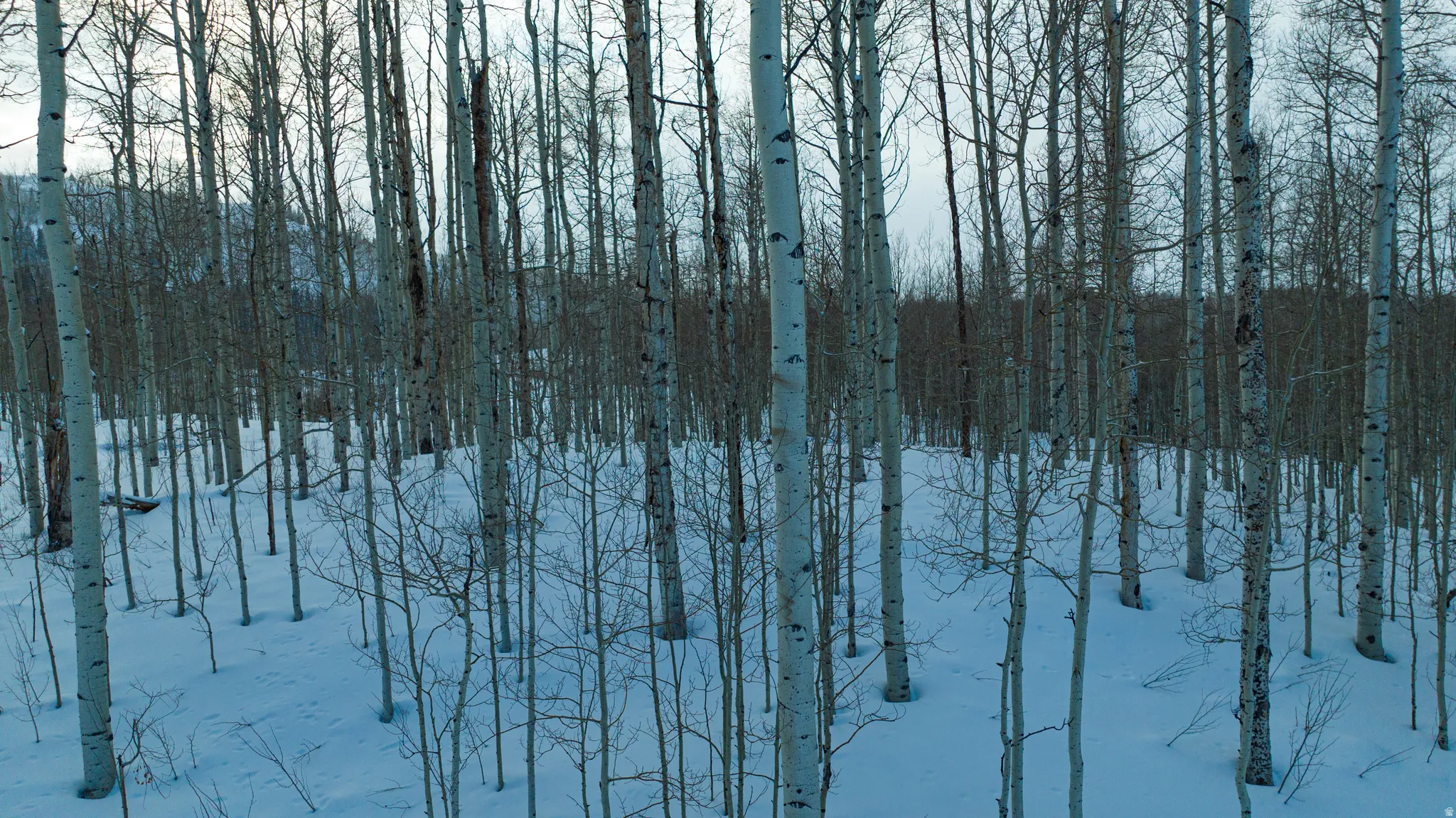 Snow-covered terrain featuring an abundance of aspen trees with white bark